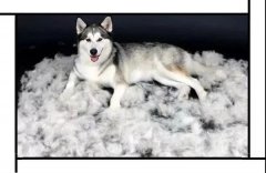 毛質(zhì)差、過度脫毛？華興重磅推出犬美毛處方糧